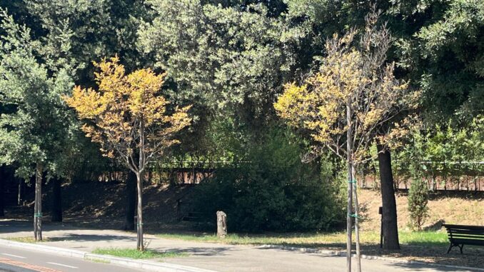 Incuria dell'amministrazione minaccia il patrimonio arboreo di Terni