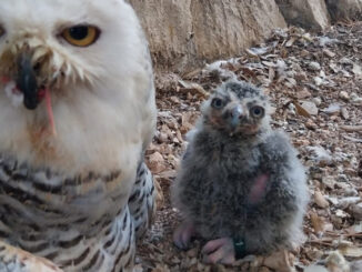 Città della Domenica, è nato Hibou, un piccolo di Gufo delle nevi
