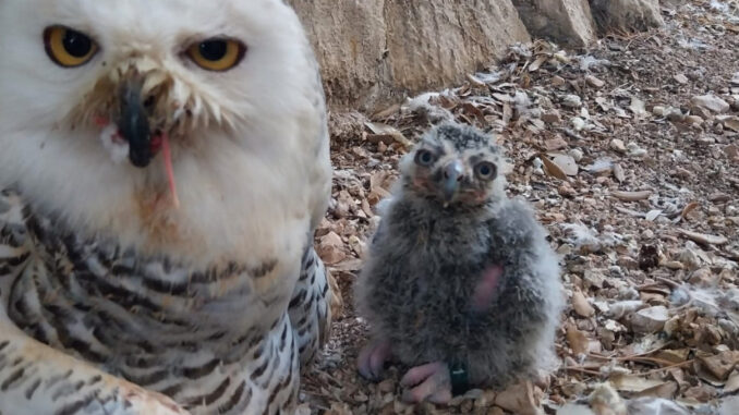 Città della Domenica, è nato Hibou, un piccolo di Gufo delle nevi