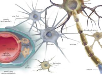"Il Cuore un 'Cervello': Nuove Ricerche Rivoluzionano Cardiologia"