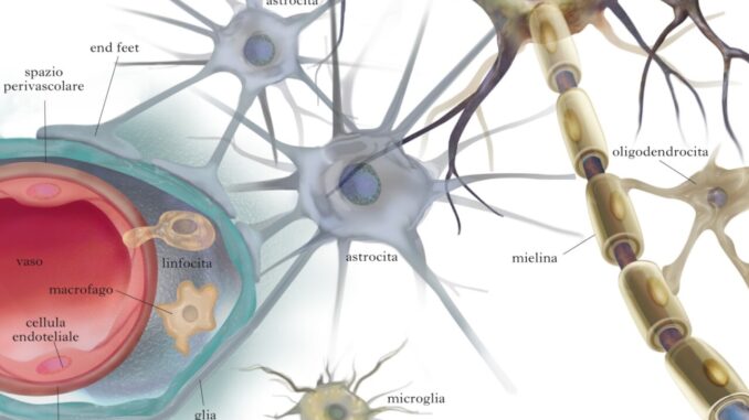 "Il Cuore un 'Cervello': Nuove Ricerche Rivoluzionano Cardiologia"