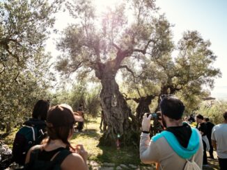 Campagna olearia in Umbria: produzione in crescita, ma rese in calo