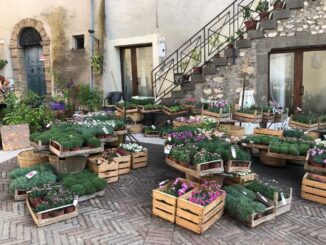 E' tutto pronto Calvi dell'Umbria 24°edizione "Tra Pomi e Fiori"