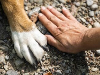 Giornata del Cane: costi in aumento e agevolazioni fiscali