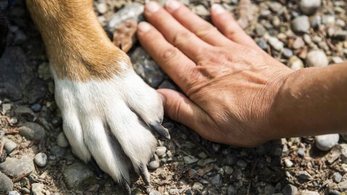 Giornata del Cane: costi in aumento e agevolazioni fiscali