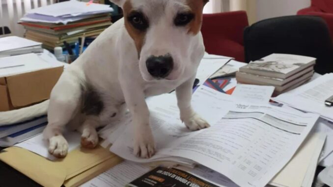 Il direttore a quattro zampe annuncia le ferie della redazione