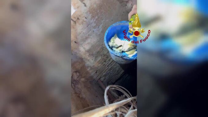 Gattino salvato dai Vigili del fuoco a Spoleto, era caduto in un pozzo [VIDEO]