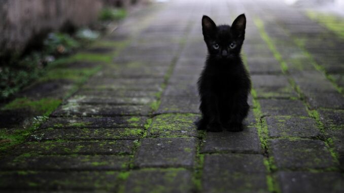 Arcaleni sollecita azioni contro randagismo felino a Città di Castello