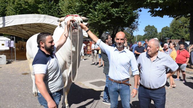 Il toro Nepal attira l'attenzione alla Fiera di San Bartolomeo