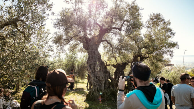 La Strada dell'Olio Dop Umbria celebra 20 anni di attività