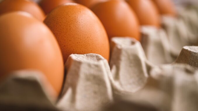 Richiamo cautelativo di uova fresche per rischio salmonella