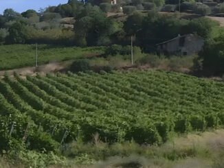 Vendemmia anticipata per il caldo estremo 