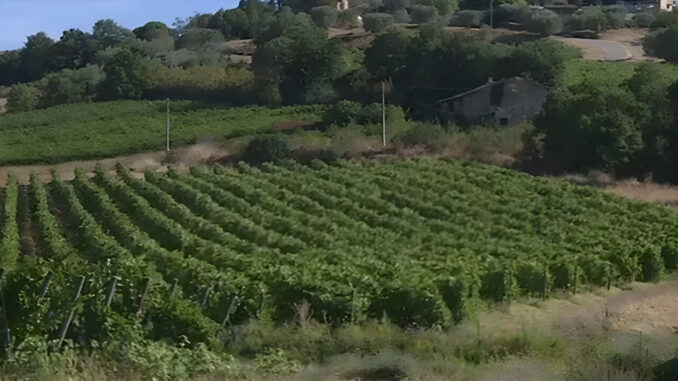 Vendemmia anticipata per il caldo estremo 