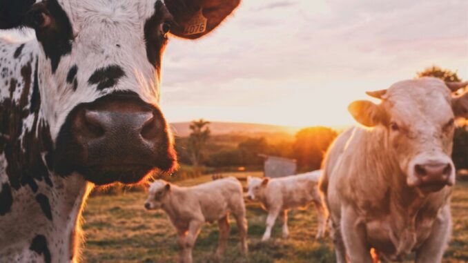 L'Umbria accelera la semplificazione per il settore agricolo
