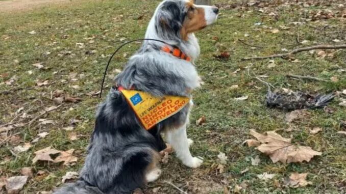 Progetto Umbria: Unità Cinofile Antiveleno in azione per l'ambiente