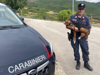 Cane smarrito a Sant'Anatolia di Narco recuperato dai Carabinieri
