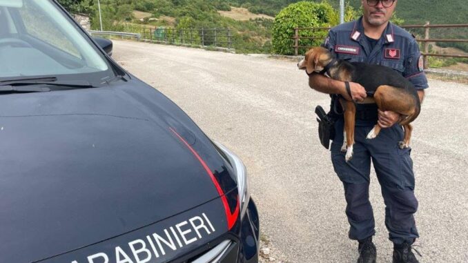 Cane smarrito a Sant'Anatolia di Narco recuperato dai Carabinieri