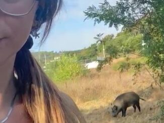 A tu per tu con un cinghiale al percorso verde di Pian di Massiano