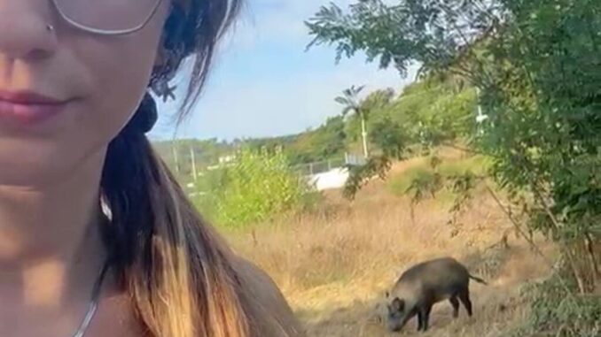 A tu per tu con un cinghiale al percorso verde di Pian di Massiano