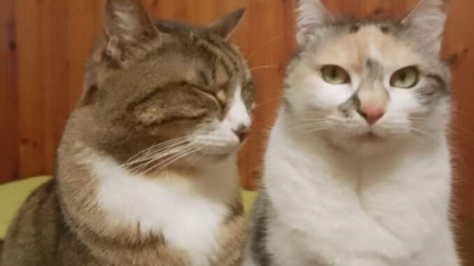 Appello urgente per due gatti in cerca di adozione contattare Piero al numero 3501617843