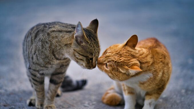 Spoleto: sospetti avvelenamenti di gatti e ricci con liquido antigelo