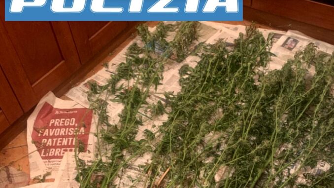 Polizia a Bastia per una lite, l'aggressore aveva piante di marijuana
