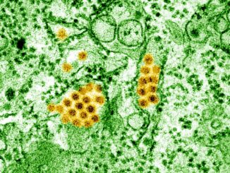 Segnalati due casi di Dengue in provincia di Terni