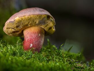 Stagione micologica 2024, al via il controllo gratuito dei funghi