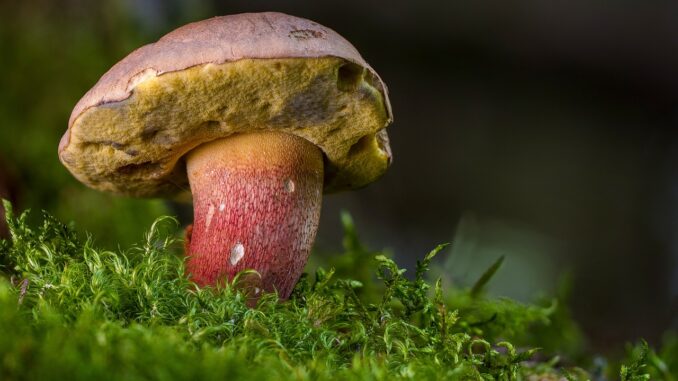 Stagione micologica 2024, al via il controllo gratuito dei funghi