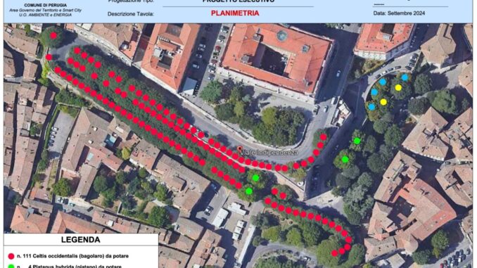 Approvato il progetto di manutenzione per gli alberi di viale Indipendenza