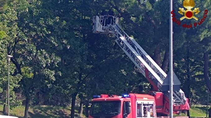 Rami spezzati in via Bramante: intervento dei vigili del fuoco 