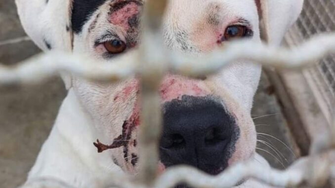 Bea, il Pit Bull dimenticato: l'appello disperato per una nuova vita