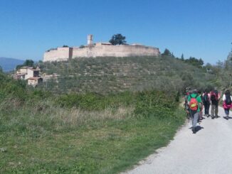 Camminata tra gli Olivi 2024: una lotta per l’olivicoltura