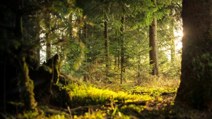 Approvato il Programma Forestale Regionale 2024-2033