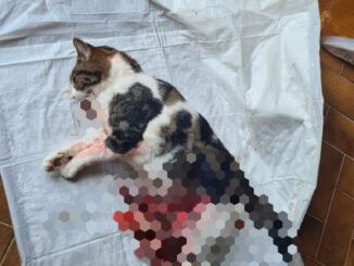 Gattina sbranata dai cani dei cacciatori a San Marco, erano entrati nel giardino di una casa