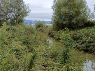 Sopralluogo del Commissario Nazionale Siccità Lago Trasimeno
