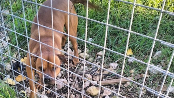 Canili aperti in Umbria, novembre contro l’abbandono