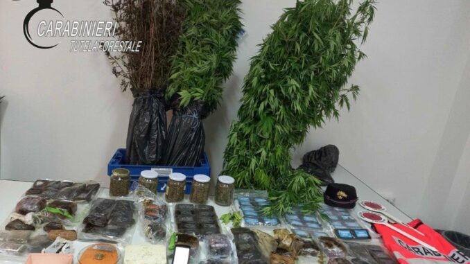 Arrestato per coltivazione e spaccio: sequestrati 14 kg di droga