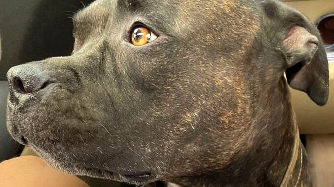 LNDC Animal Protection condanna brutale uccisione pitbull Ettore