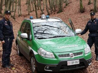 Raccolta funghi illegale, 1.300 euro di sanzioni ad Allerona