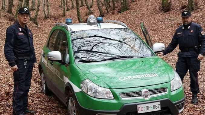 Raccolta funghi illegale, 1.300 euro di sanzioni ad Allerona