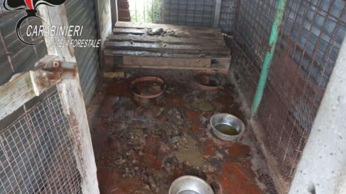 Cani maltrattati, scatta sequestro del Nucleo Carabinieri Forestale di Città della Pieve