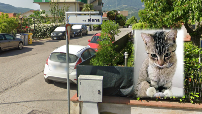 Furto in appartamento a Umbertide: spariscono la cassaforte e la gattina di casa