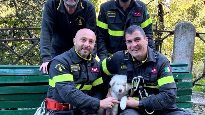 Cucciolo di pastore maremmano salvato da un dirupo a Spoleto 