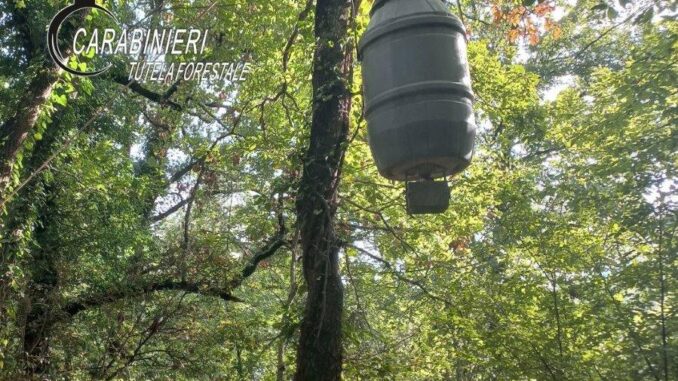 Foraggiamento illecito di cinghiali a San Venanzo, sette denunciati