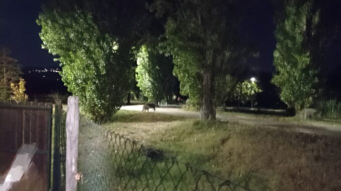 Aggressioni Parco Chico Mendez, Magrini, serve piano sistemico 