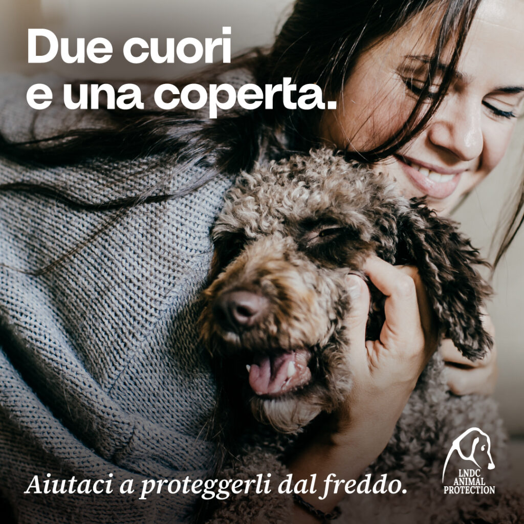 Animali, è arrivato il gelo. Parte la Campagna LNDC "Dona una coperta" al rifugio più vicino