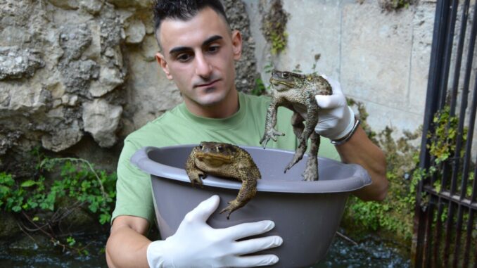 Salvati rospi rimasti intrappolati in una presa d’acqua lungo l’argine di un fiume
