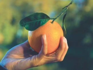 AIRC celebra 60 anni con mobilitazione in Umbria