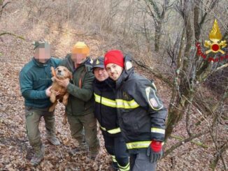 Cane da caccia intrappolato salvato dai Vigili del fuoco a Montanaldo